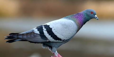 Kameno plava golubica